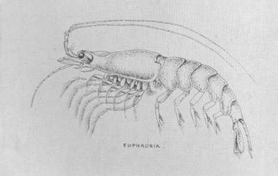 From The Sea&mdash;E. A. Wilson, del.